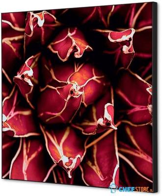 Syna Wanddecoratie Textiel SET 40 X 40 Cactus Rood - TFR22W400-SET-I821