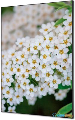 Syna Wanddecoratie Textiel SET A1 Witte Bloem Spirea - TFR22WA1-SET-I3