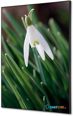 Syna Wanddecoratie Textiel SET A2 Witte Bloem Sneeuwklokje - TFR22WA2-SET-I24