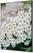 Syna Wanddecoratie Textiel SET A2 Witte Bloem Spirea - TFR22WA2-SET-I3