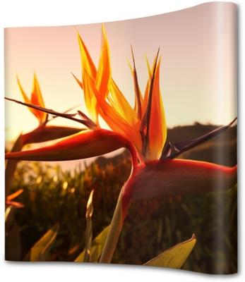 Syna Pop-Up Magnetic Curved 4 X 3 - PUM43C