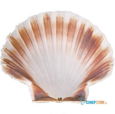 Oester Schelp Ø12Cm | 814001 1