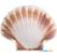 Oester Schelp Ø12Cm | 814001 1