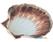 Oester Schelp Ø12Cm | 814001 2