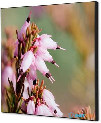 Syna Wanddecoratie Textiel SET 40 X 40 Roze Bloem Erica - TFR22W400-SET-I5