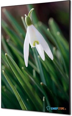 Syna Wanddecoratie Textiel SET A1 Witte Bloem Sneeuwklokje - TFR22WA1-SET-I24