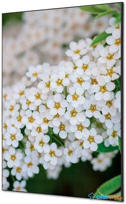Syna Wanddecoratie Textiel SET A1 Witte Bloem Spirea - TFR22WA1-SET-I3