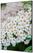 Syna Wanddecoratie Textiel SET A1 Witte Bloem Spirea - TFR22WA1-SET-I3