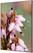 Syna Wanddecoratie Textiel SET A1 Roze Bloem Erica - TFR22WA1-SET-I5