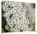 Syna Scheidingswand Textiel 150-150 Dubbelzijdig Witte Bloem Spirea - ZWSE150-150SSK-DSI3