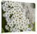 Syna Scheidingswand Textiel 200-150 Dubbelzijdig Witte Bloem Spirea - ZWSE200-150SSK-DSI3