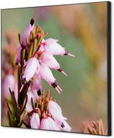 Syna Wanddecoratie Textiel SET 40 X 40 Roze Bloem Erica - TFR22W400-SET-I5