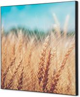 Syna Wanddecoratie Textiel SET 40 X 40 Graanveld - TFR22W400-SET-I814
