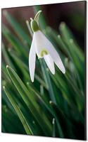 Syna Wanddecoratie Textiel SET A1 Witte Bloem Sneeuwklokje - TFR22WA1-SET-I24