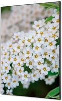 Syna Wanddecoratie Textiel SET A1 Witte Bloem Spirea - TFR22WA1-SET-I3