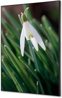 Syna Wanddecoratie Textiel SET A2 Witte Bloem Sneeuwklokje - TFR22WA2-SET-I24