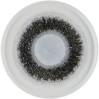 Churchill Super Vitrified Churchill Studio Prints Fusion Black Walled Bord met Opstaande Rand 25.9 cm Pak van 6 - HR305