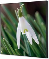 Syna Wanddecoratie Textiel SET 40 X 40 Witte Bloem Sneeuwklokje - TFR22W400-SET-I24