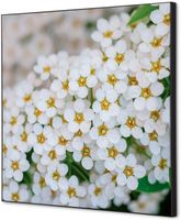 Syna Wanddecoratie Textiel SET 40 X 40 Witte Bloem Spirea - TFR22W400-SET-I3