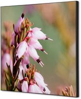 Syna Wanddecoratie Textiel SET 40 X 40 Roze Bloem Erica - TFR22W400-SET-I5