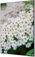 Syna Wanddecoratie Textiel SET A1 Witte Bloem Spirea - TFR22WA1-SET-I3