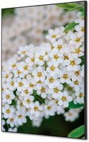 Syna Wanddecoratie Textiel SET A2 Witte Bloem Spirea - TFR22WA2-SET-I3