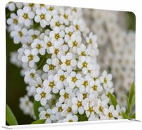 Syna Scheidingswand Textiel 200-150 Dubbelzijdig Witte Bloem Spirea - ZWSE200-150SSK-DSI3