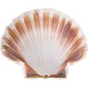 Oester Schelp Ø12Cm | 814001