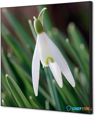 Syna Wanddecoratie Textiel SET 40 X 40 Witte Bloem Sneeuwklokje - TFR22W400-SET-I24