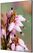Syna Wanddecoratie Textiel SET A1 Roze Bloem Erica - TFR22WA1-SET-I5