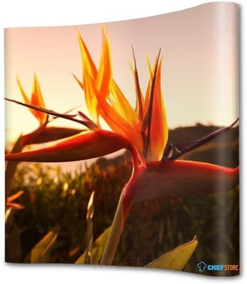 Syna Pop-Up Magnetic Curved met Soft Trolley 3 X 3 - PUM33C-ST