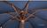 Bolero ronde donkerblauwe parasol 3 meter | GG497 4